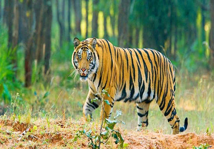 ছাগলের মাংসে বিষ মিশিয়ে সুন্দরবনে বাঘ শিকার!