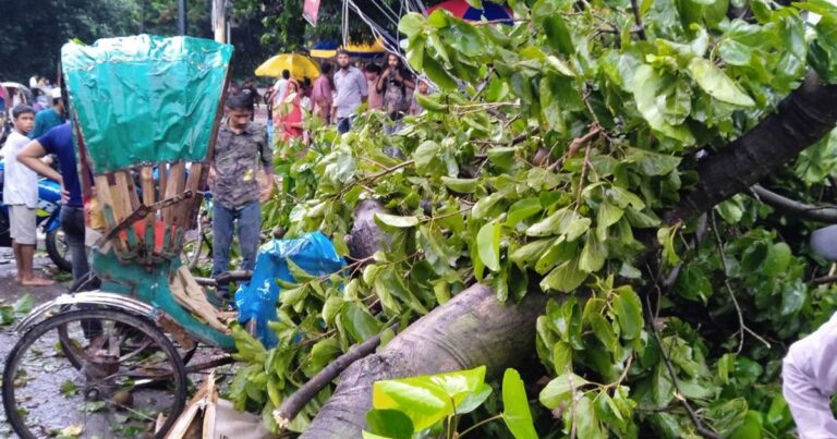 ঢাবিতে গাছের ডাল ভেঙে পড়ে রিকশাচালকের মৃত্যু